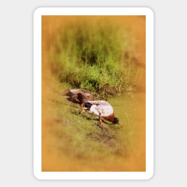 ducks feeding at Trojan pond, near Goble, Oregon Sticker by DlmtleArt